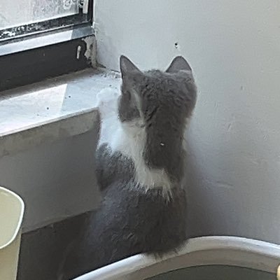 cissyrenxin's profile picture. 🚌 Student |👨‍💻 Back-End | 🤖 Learning AI | 🍳 Cooking Enthusiast | 🐈‍⬛ cat lover | 📚 Lifelong Learner | Sharing code and life along the way!