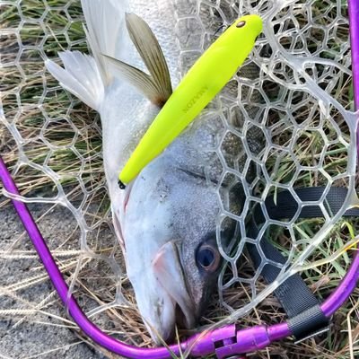 tsukaemonjapan's profile picture. あっという間に40代。
主に釣り関係をつぶやいてます。
基本的に荒川、中川、隅田川、若洲でやってます。チャリ釣行なので車欲しい。。
旧江戸川も行きたいけど遠い。。
趣味は釣り、読書、映画、ポケモンGO、ゲームなど。