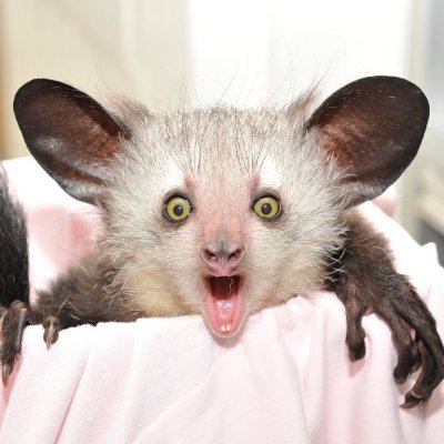 d65272's profile picture. https://t.co/ib7Fl7AbXl Trencher.