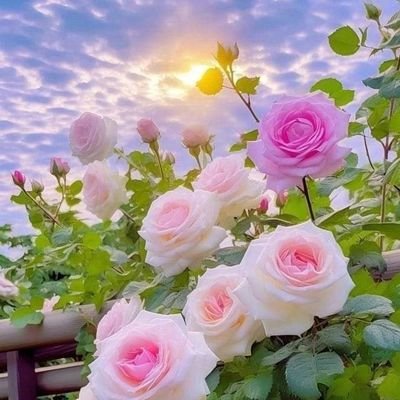 Majidferoz7's profile picture. Nothing to show