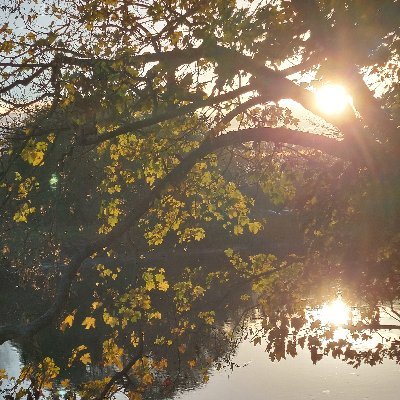 Don Syme Profile