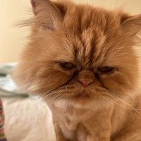 Yağmur Duymaz (@ymrdymz) Twitter profile photo