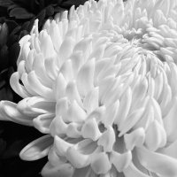 taya ⚡️ fuck you, Elon (@tlgreylock) 's Twitter Profile