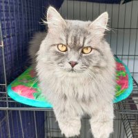 🐱🐈 (@jymrcxx) 's Twitter Profile