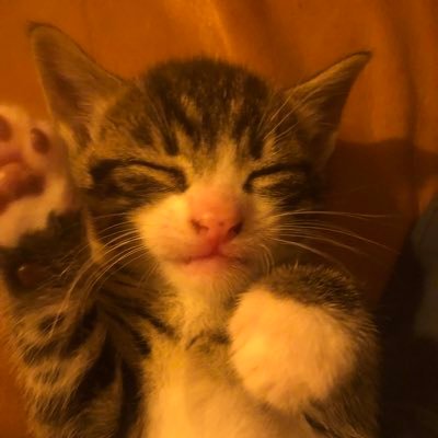 kenoidkenken's profile picture. https://t.co/sR3Ay4J3hc https://t.co/jZEs1WideB