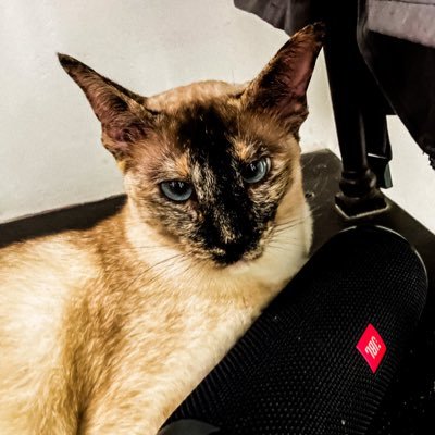 CsibiGG's profile picture. 👋 hi just tweetin I am from Hungary. not follow =gay