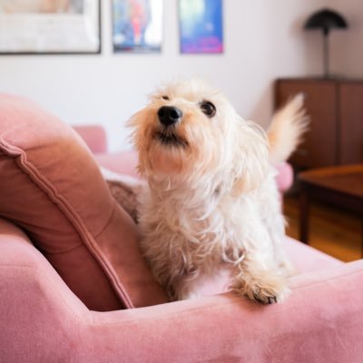 AsiaCh1's profile picture. 🦄🌱