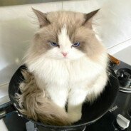 kossucs2's profile picture. 16yo LFT