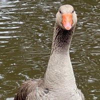 Goose (@commonly_cruel) 's Twitter Profile