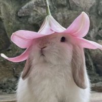🐇bunposts🐰 (@bun_posts) 's Twitter Profile