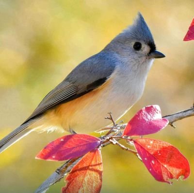 she/her Grateful, Nature Lover, Teacher👨👨👧👧 #hrva #rva 🩵🏡 #trees 🐦 🌳 #powerofwords 🟦🟧