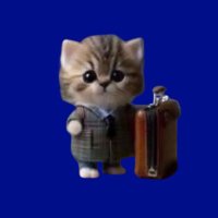 cat (@caton_solana_) 's Twitter Profile