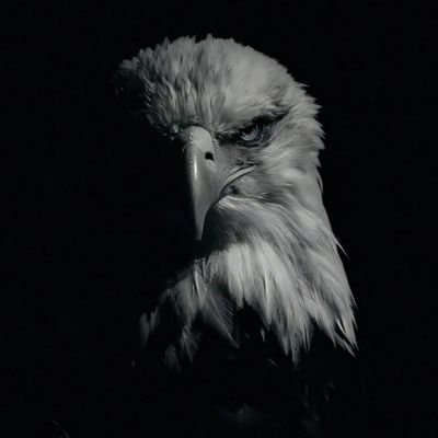 I don't move in flock
I'm an eagle
I soar alone .....