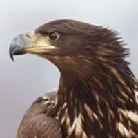 Stefan Ambroziak (@analog1944) 's Twitter Profile