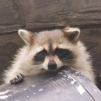 烏兎 (@uto_raccoon) 's Twitter Profile