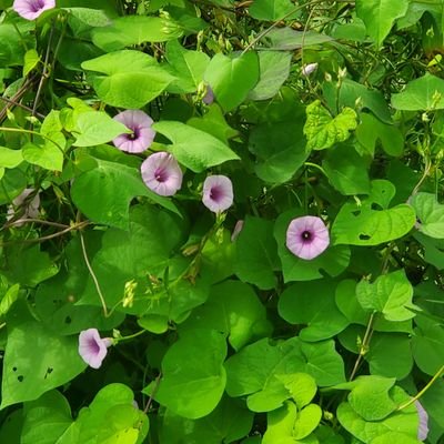 Masonderrick247's profile picture. 🦍🦍🦍