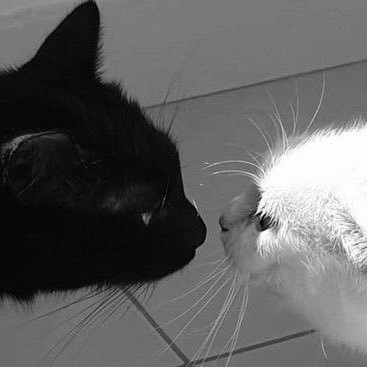 rinotter_'s profile picture. 19 || an insomniac, a fiend and incredibly hyper