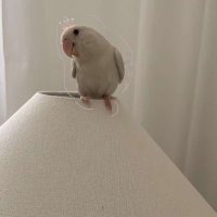 سارّه (@____seira0) 's Twitter Profile