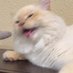Chiquito_Gatito (@purritoburrito_) Twitter profile photo Chiquito_Gatito (@purritoburrito_) Twitter profile photo
