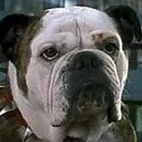 SandlerPosting's profile picture. expect shitposts... sometimes