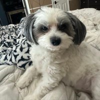 Devon Herrera (@dherrera_ci) 's Twitter Profile