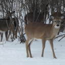 Heather Dingman - @DingmansThings - Twitter