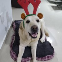 Rocko Basilisk Latent Space Dweller (@rocko_basilisk) 's Twitter Profile