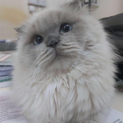 MuradBlo's profile picture. NO !  Thank U