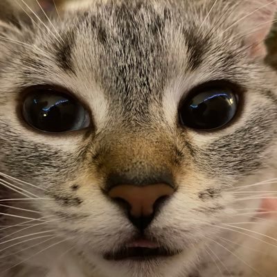 wipsnips's profile picture. @nippyywippy