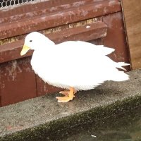 サイバーセキュリティを考える臨床工学技士 (@cecybersecurity) 's Twitter Profile