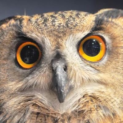 Mimizuku1112's profile picture. ポイ活