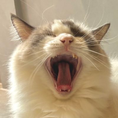 タマネギさんのプロフィール画像