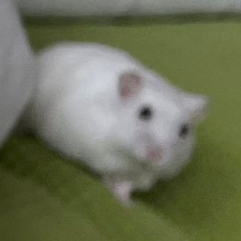 🐹のろ🐹さんのプロフィール画像