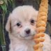 -sugaringpuppy (@chingchingview) Twitter profile photo -sugaringpuppy (@chingchingview) Twitter profile photo