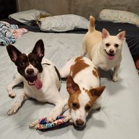 SHIROMUNTHOMOJI2428 (@gstgigg) 's Twitter Profile Photo SHIROMUNTHOMOJI2428 (@gstgigg) 's Twitter Profile Photo