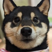 黒柴 りんちゃん (@sbkb1jckmw81281) 's Twitter Profile Photo 黒柴 りんちゃん (@sbkb1jckmw81281) 's Twitter Profile Photo