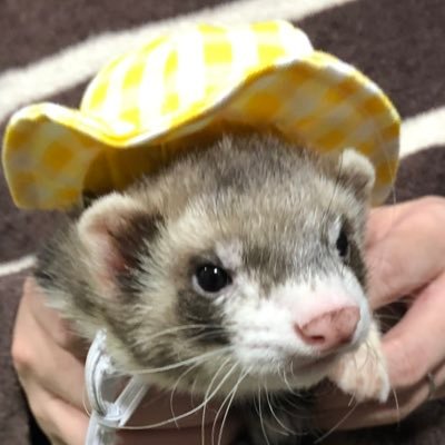 しゃなころりんさんのプロフィール画像