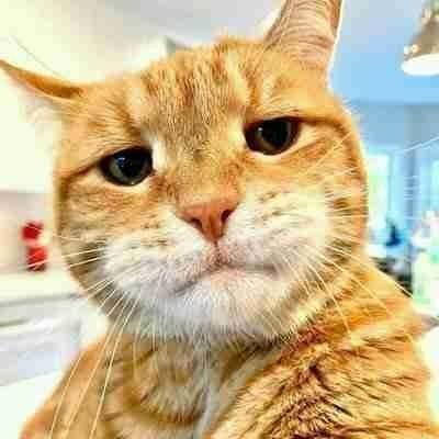 _mzcatcoin's profile picture. Il mio amico è un gatto, I don't keep negative Energy!

No Reply? I'm sorry its been crazy out here

https://t.co/Jpb7ZObUnn
 
$Mzcat