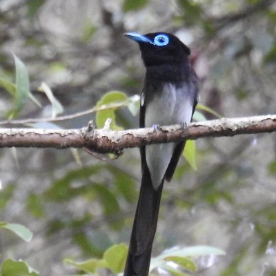 静岡の自然、標本作製、NPO静岡県自然史博物館ネットワーク(駿河ほねほね団)、ふじのくに地球環境史ミュージアム等の情報を発信。
自然博ネット公式サイト→https://t.co/keDWCCVg7H
ホネホネサミット2024@しずおか跡地。2025@高知県黒潮町始動中! @kochihone