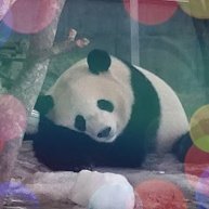 櫻井パンダ (@sakurai_panda_) 's Twitter Profile