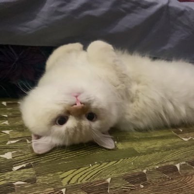 loaloadddd's profile picture. 