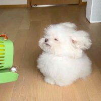 崖の上のぽに🐡 (@gakeppuchipony) 's Twitter Profile