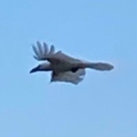 白いカラスの男 (@kidasarada) 's Twitter Profile