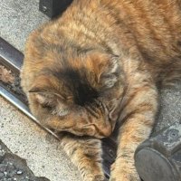 かぶねこTokyo (@kabuneko24) 's Twitter Profile