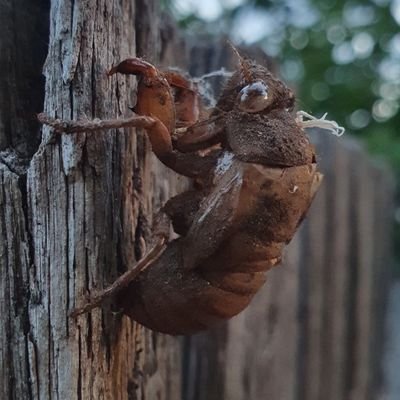 evencowgirls's profile picture. Psychologist, buddhist, leftie, vegan, animal lover, sci-fi fan. Living on stolen Anaiwan land. Sovereignty was never ceded. COVIDisntOver. She/her. No DMs