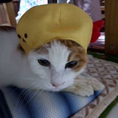 m_0614_cat's profile picture. さくら.2025.2.9.20歳2ヶ月🐈️🌈🫶