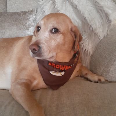 JerryVitolo's profile picture. Browns ,guardians and buckeyes fan!
No dms!