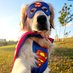 SPIDER-DOGS🇭🇲🇺🇲 (@_spiderdogs) Twitter profile photo SPIDER-DOGS🇭🇲🇺🇲 (@_spiderdogs) Twitter profile photo