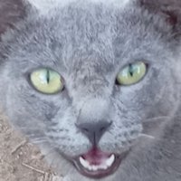 سامي سامي (@07b521968c) 's Twitter Profile