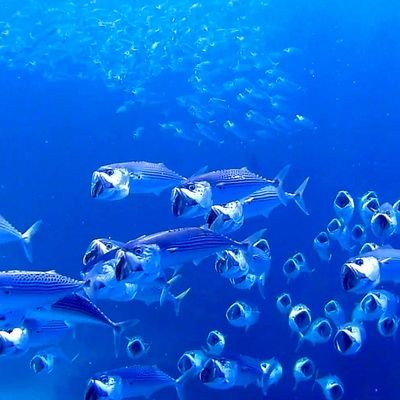 MaciejOko1's profile picture. Koniec polityki. Będzie o rafie koralowej 💪